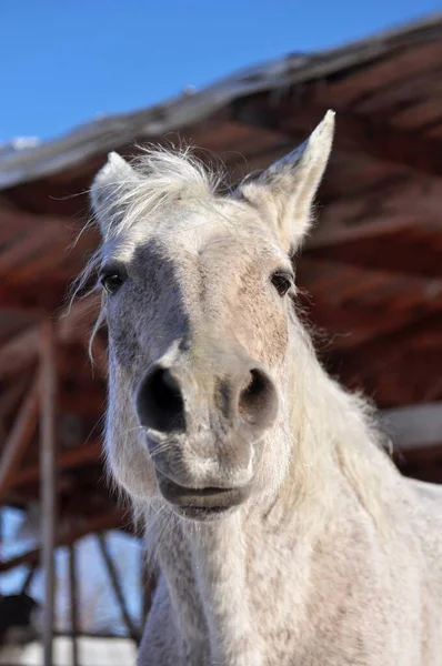 Gri atın komik yüzü