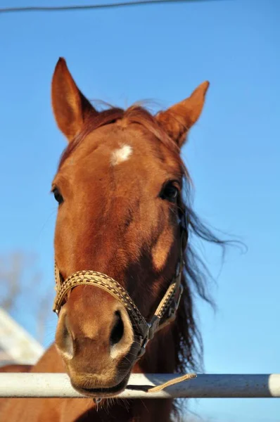 Blauwe Lucht Een Prachtige Rode Merrie Met Een Ster Haar — Stockfoto