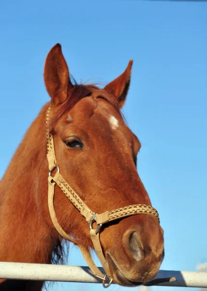 Vermelho Mare Squints Sol Brilhante — Fotografia de Stock