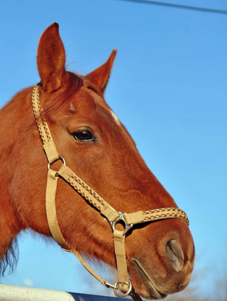 Februari Blauwe Lucht Een Rode Merrie — Stockfoto