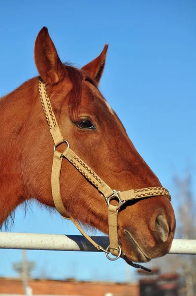 Rood Paard Een Beige Halster Een Zonnige Dag — Stockfoto