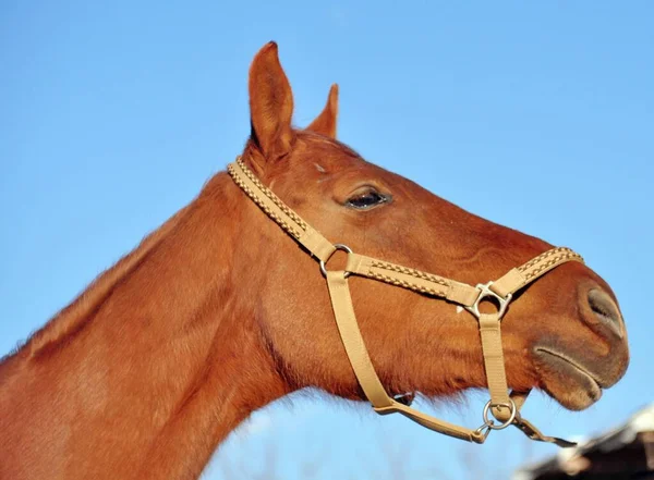 Bright Blue Sky Red Horse — Stock Photo, Image