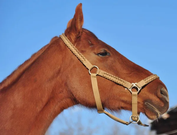冬の晴れた日と赤い馬 — ストック写真