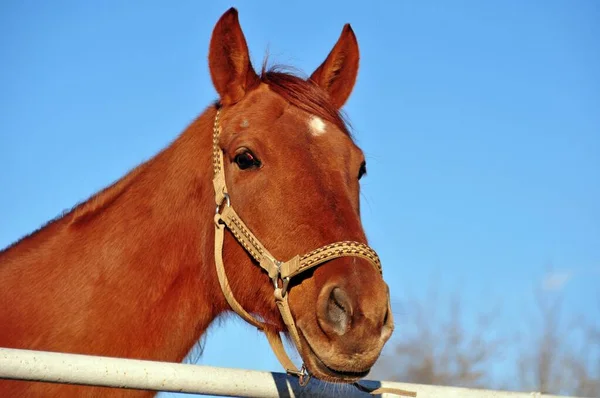 Winter Sunny Day Red Horse — Stock Photo, Image