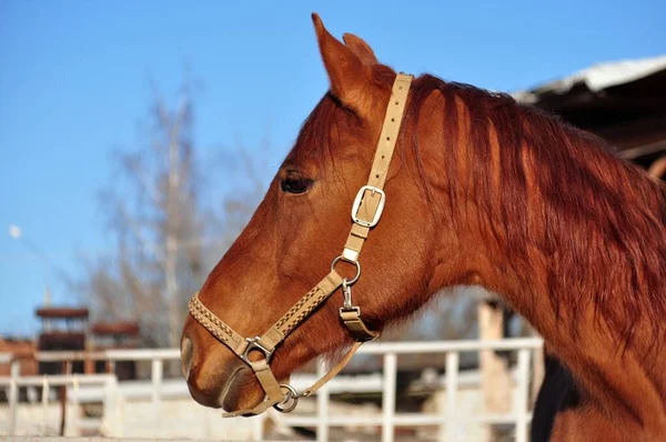 Güneşli bir günde kırmızı bir atın portresi