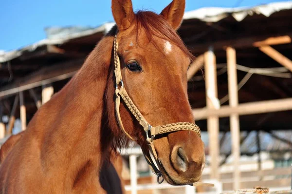 Heldere Zonnige Dag Een Rode Merrie — Stockfoto