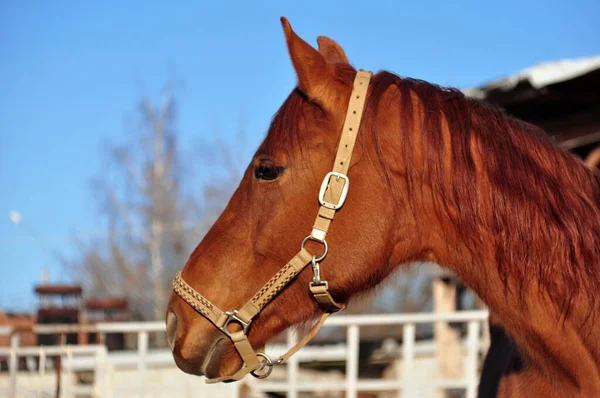 Brillante Día Soleado Caballo —  Fotos de Stock