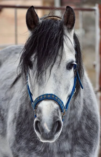 Retrato Cavalo Cinzento Com Uma Crina Preta — Fotografia de Stock