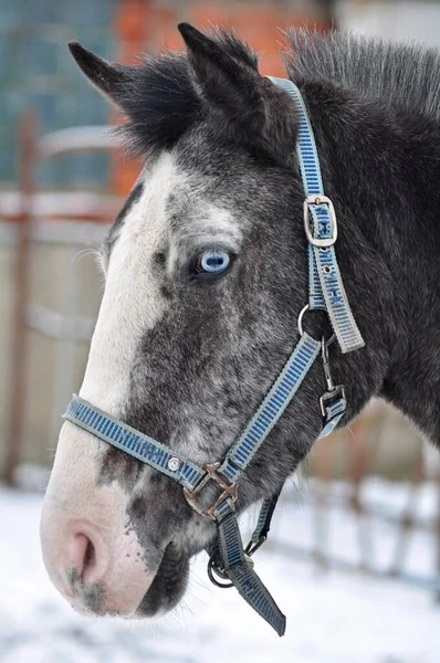 Серый Конь Подстриженной Гривой — стоковое фото