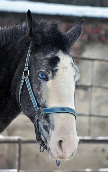 Donkergrijze Hengst Met Blauwe Halster — Stockfoto