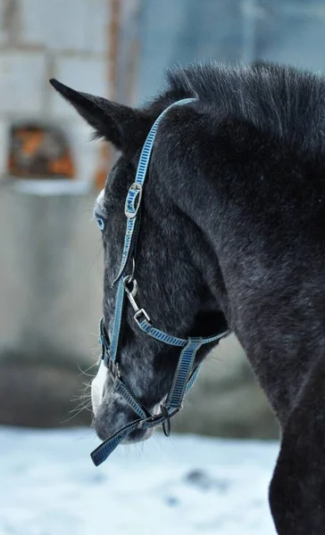 Profile of a dark grey stallion