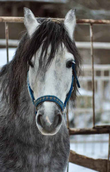 Grey Stallion Winter Day Levada — Stock Photo, Image