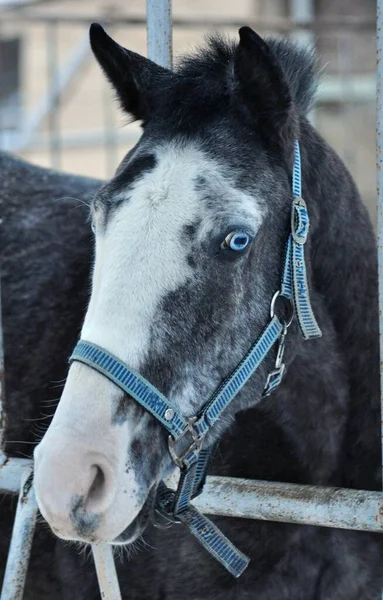 Donkergrijs Blauw Paard Met Ogen — Stockfoto