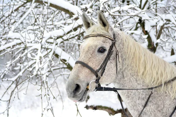 Grå Häst Och Snö Trädgård — Stockfoto