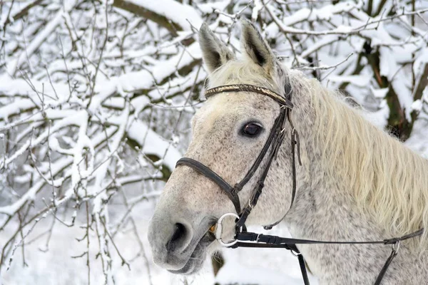 Portrait of a grey horse in a snow garden