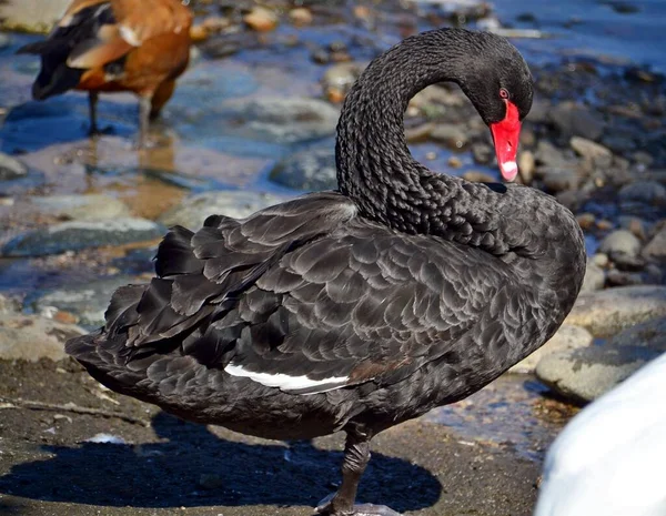 Beau Cygne Noir Près Eau — Photo