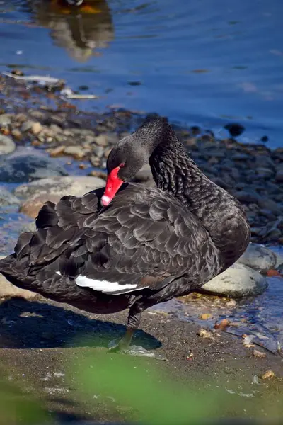 Черный Лебедь Пруду — стоковое фото