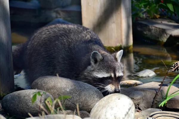 Racoon Duduk Bebatuan Dekat Sungai — Stok Foto