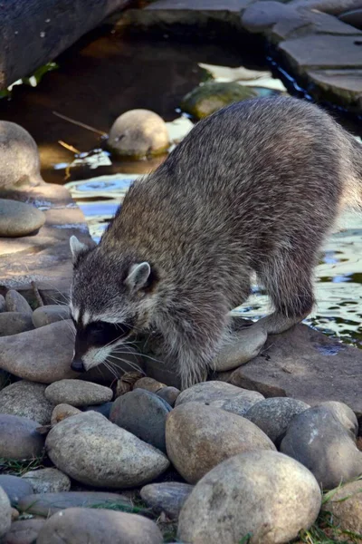 Wasbeer Gorgelen Rivier — Stockfoto