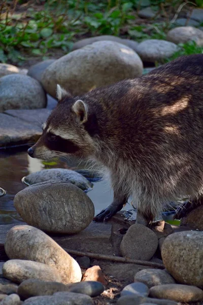 Wasbeer Staat Rotsen Bij Het Water — Stockfoto