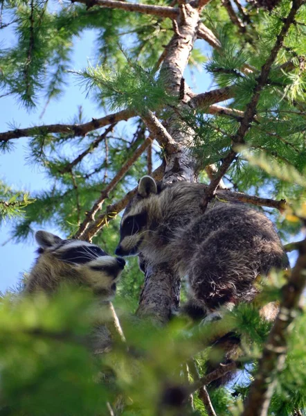 Zwei Waschbären Spielen Einem Baum — Stockfoto