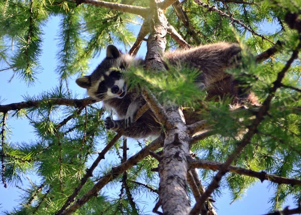 Rakun bir ağaca oturur ve dilini gösterir.