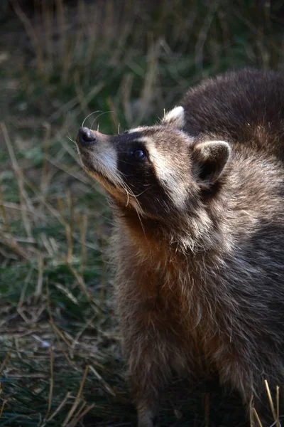 Rakun çimlerin üzerinde duruyor ve yukarı bakıyor.