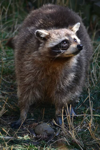 Waschbär Steht Auf Dem Rasen — Stockfoto