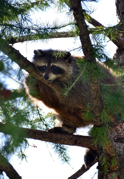 Drôle Raton Laveur Est Couché Sur Arbre — Photo