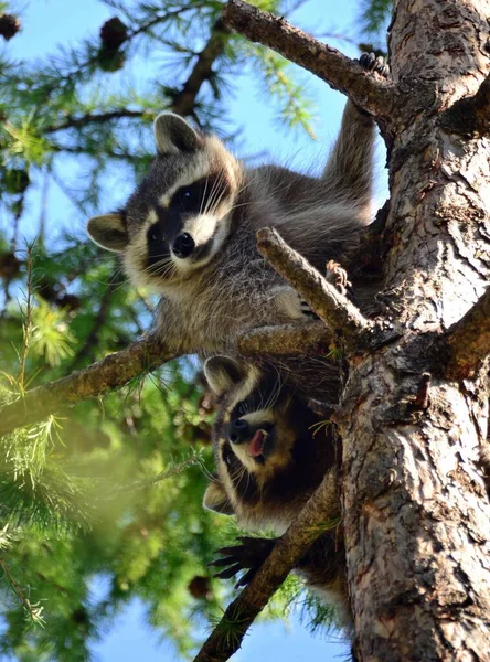 Deux Ratons Laveurs Regardant Hors Arbre — Photo