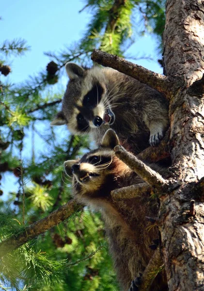 Ağaçtaki iki komik rakun