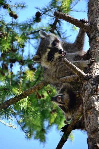 Deux Ratons Laveurs Dans Arbre — Photo