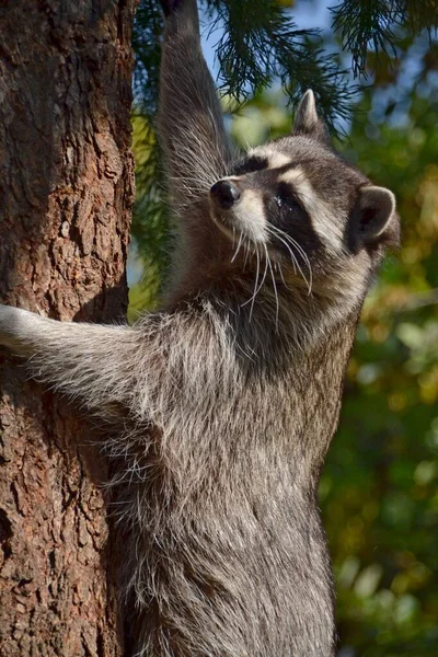Ağaç gövdesinde gargara yapan rakun.