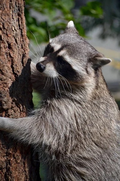 Ağaç gövdesindeki rakun.