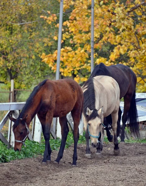 Three horses on the autumn parade ground