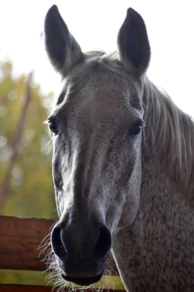 Portret Van Een Grijs Paard Schaduw — Stockfoto