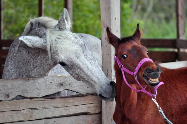 Grijs Paard Spelen Met Een Bay Colt Stockafbeelding