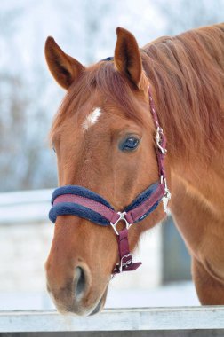 Kırmızı bir Trakenen kısrağının portresi