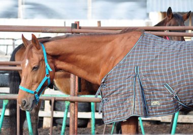 Kırmızı ve körfez kısrakları Levada 'da yürüyor