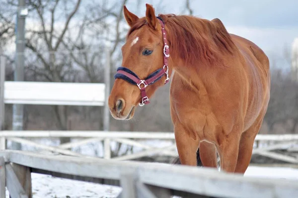 毛皮のホルターに赤い雌馬 — ストック写真