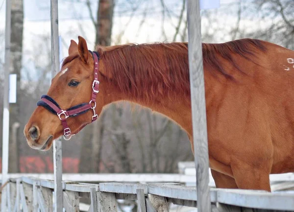 Soğuk bir kış gününde kızıl kısrak