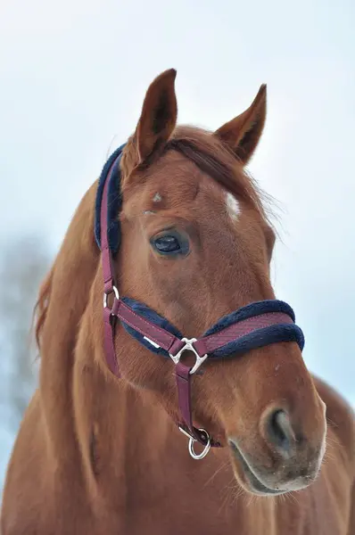 Schöne Stute Einem Wintertag — Stockfoto