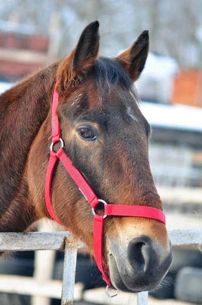 Kırmızı ipli bir kısrak.