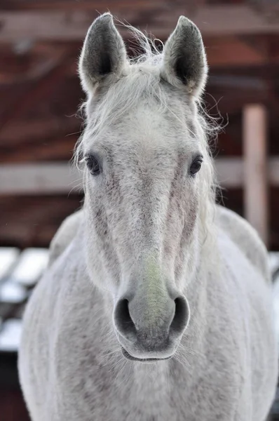 Cavalo Cinzento Com Olho Atento — Fotografia de Stock