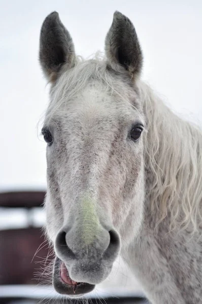 Étalon Gris Fait Drôle Visage — Photo