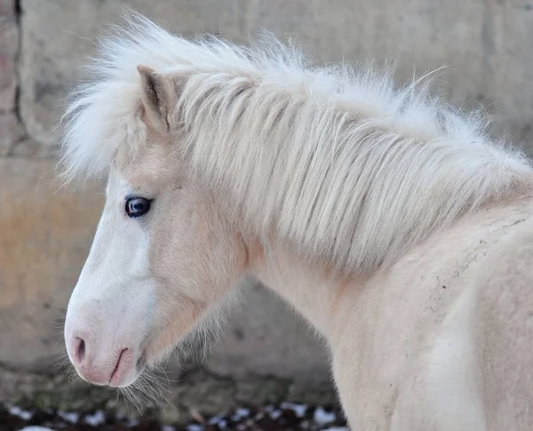 The nightingale pony turned its head