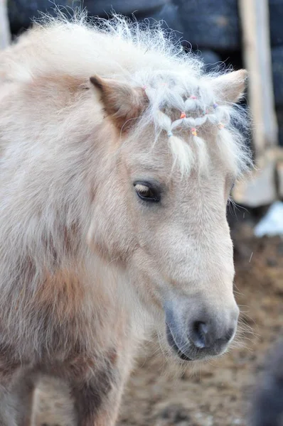 Portret Van Een Zoutpony Winter — Stockfoto