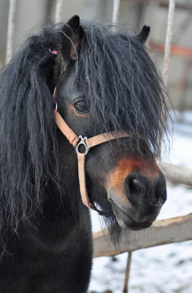 Bej bir yular içinde Bay Pony