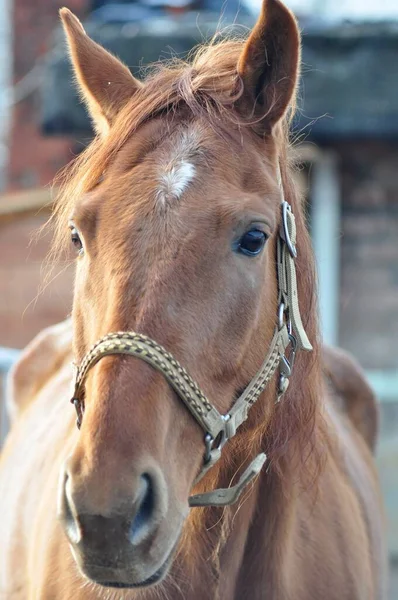 Bej bir askılı kırmızı bir kısrağın portresi.