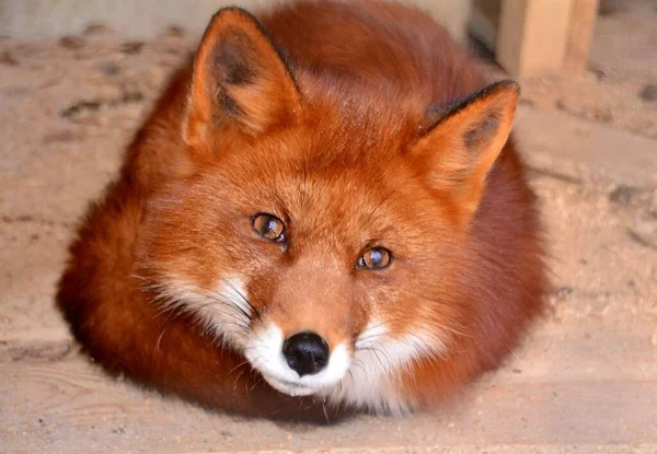 Portrait Beautiful Red Fox — Stock Photo, Image